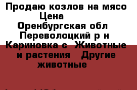 Продаю козлов на мясо › Цена ­ 5 000 - Оренбургская обл., Переволоцкий р-н, Кариновка с. Животные и растения » Другие животные   